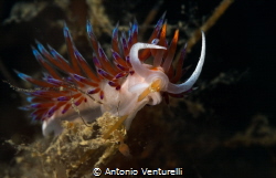 Cratena nudibranch while eating.Its flashy coloration is ... by Antonio Venturelli 